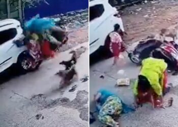 Dogs Attacks Scooty Women: Dogs Herd Attacks Women Riding Scooty What Happened Next
