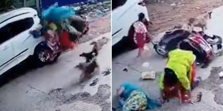 Dogs Attacks Scooty Women: Dogs Herd Attacks Women Riding Scooty What Happened Next