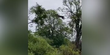 Leopard Jumping From One Tree To Another While Chasing Monkey IFS Officer Shares Video Watch