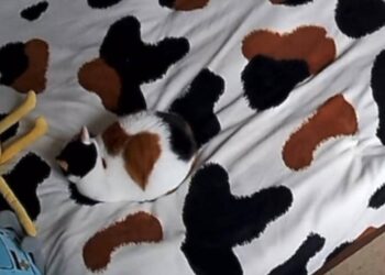 An Animal Is Hidden In The Picture, Only Connoisseurs Will Be Able To Tell About It, See Viral Video