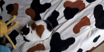 An Animal Is Hidden In The Picture, Only Connoisseurs Will Be Able To Tell About It, See Viral Video