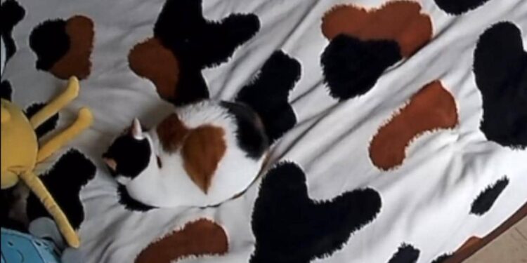 An Animal Is Hidden In The Picture, Only Connoisseurs Will Be Able To Tell About It, See Viral Video