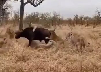 VIDEO: 7 शेरनियों से घिर गई अकेली भैंस, आगे जो हुआ उसे देख चकरा जाएगा दिमाग