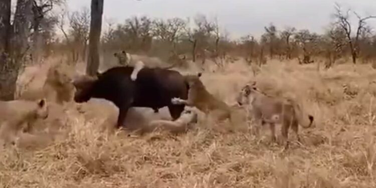 VIDEO: 7 शेरनियों से घिर गई अकेली भैंस, आगे जो हुआ उसे देख चकरा जाएगा दिमाग