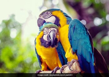 जब पोपट हुआ उदास, जादू की झप्पी से बन गई बात, देखिए प्यारे से तोते का क्यूट सा वीडियो