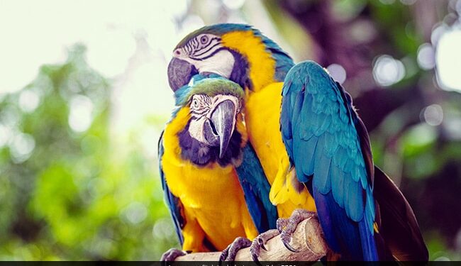 जब पोपट हुआ उदास, जादू की झप्पी से बन गई बात, देखिए प्यारे से तोते का क्यूट सा वीडियो