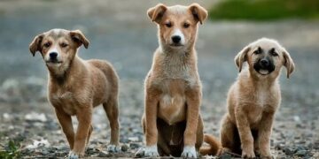 आवारा कुत्तों का आतंक! स्कूटर सवार महिला और बच्चा हुए एक्सीडेंट का शिकार, वायरल हो रहा वीडियो