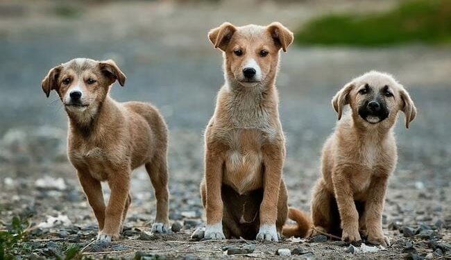 आवारा कुत्तों का आतंक! स्कूटर सवार महिला और बच्चा हुए एक्सीडेंट का शिकार, वायरल हो रहा वीडियो