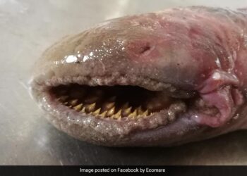 Blood Sucking Rare Fish With Rows Of Teeth Spotted On A Beach In The Netherlands People Scared To See