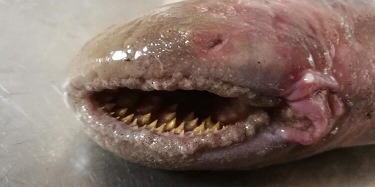 Blood Sucking Rare Fish With Rows Of Teeth Spotted On A Beach In The Netherlands People Scared To See