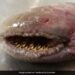 Blood Sucking Rare Fish With Rows Of Teeth Spotted On A Beach In The Netherlands People Scared To See