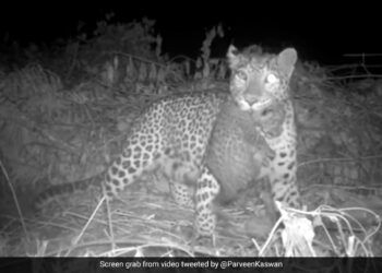 Mother Leopard Reunites With Lost Cub In Buxa Tiger Reserve Internet Says Lovely Moment Watch – बिछड़ गए शावकों से दोबारा मिली मां तेंदुआ, फिर किया कुछ ऐसा, लोग बोले
