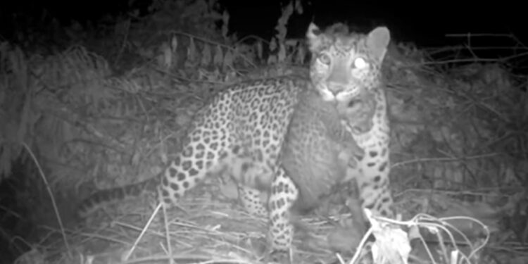 Mother Leopard Reunites With Lost Cub In Buxa Tiger Reserve Internet Says Lovely Moment Watch – बिछड़ गए शावकों से दोबारा मिली मां तेंदुआ, फिर किया कुछ ऐसा, लोग बोले