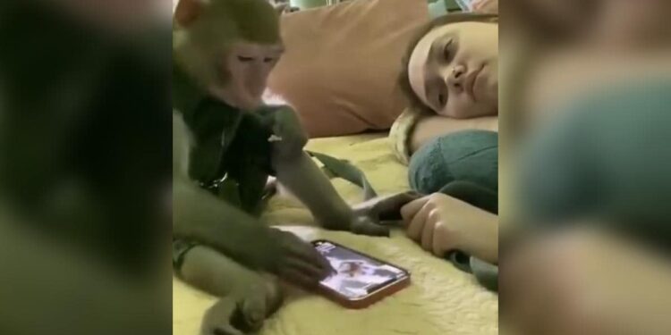 Monkey Got Addicted To Mobile, Was Watching Reels Again And Again, Anand Mahindra Said- Save It From Such Humanity – बंदर को लग गई मोबाइल की लत, बार-बार रील्स देख रहा था, आनंद महिंद्रा ने कहा