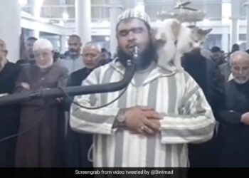 Cat Jumped On Imam Who Recites Ramadan Prayers You Will Not Believe What Happened Next Video Viral