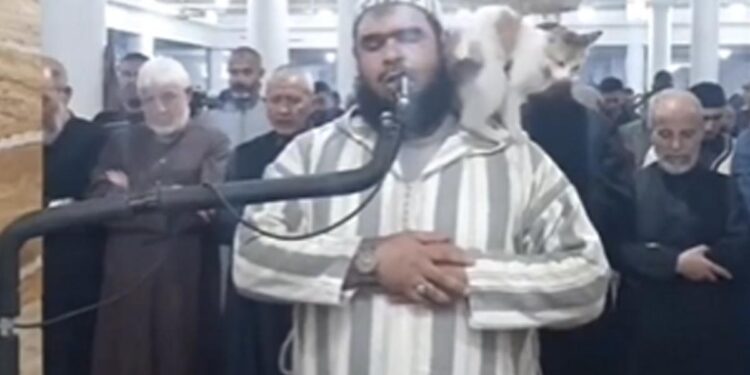 Cat Jumped On Imam Who Recites Ramadan Prayers You Will Not Believe What Happened Next Video Viral