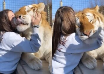Shocking Video Of Girl Playing With Tiger Goes Viral On Social Media