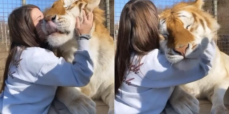 Shocking Video Of Girl Playing With Tiger Goes Viral On Social Media
