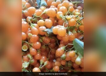 इस फल का क्या है नाम? आपके क्षेत्र में इसे क्या कहा जाता है? क्या आपने कभी इसका स्वाद लिया है?