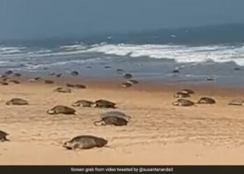 Turtles Were Seen Doing Some Adventure In The Water By Making A Wooden Swing, Video Viral On Social Media
