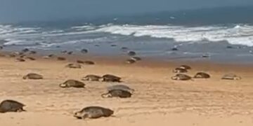 Turtles Were Seen Doing Some Adventure In The Water By Making A Wooden Swing, Video Viral On Social Media