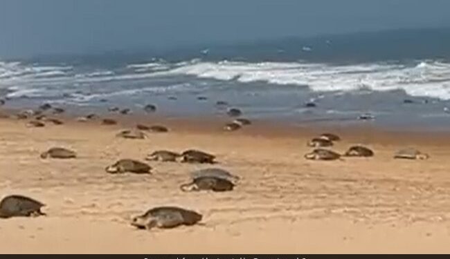 Turtles Were Seen Doing Some Adventure In The Water By Making A Wooden Swing, Video Viral On Social Media