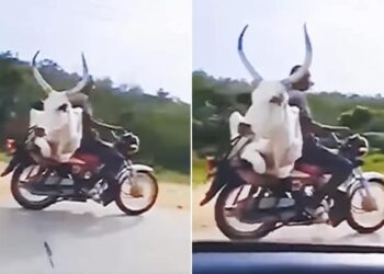 Bull Shocking Video: Man Carrying A Bull On A Bike Shocking Video Viral On Social Media Bull Viral Video Bull On Bike