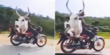 Bull Shocking Video: Man Carrying A Bull On A Bike Shocking Video Viral On Social Media Bull Viral Video Bull On Bike