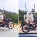Bull Shocking Video: Man Carrying A Bull On A Bike Shocking Video Viral On Social Media Bull Viral Video Bull On Bike