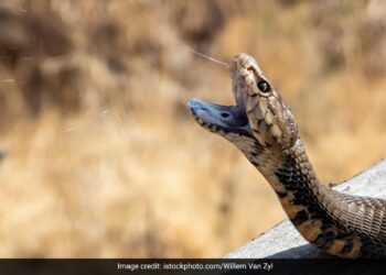 Cobra Crawling On Pilot Back In Cockpit Then He Started Emergency Landing What Happened You Cant Expect