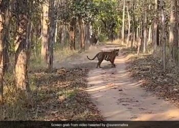 Tiger Chases Away Indian Gaur IFS Officer Shares Video Internet Calls It Rare Sighting Watch