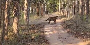 Tiger Chases Away Indian Gaur IFS Officer Shares Video Internet Calls It Rare Sighting Watch