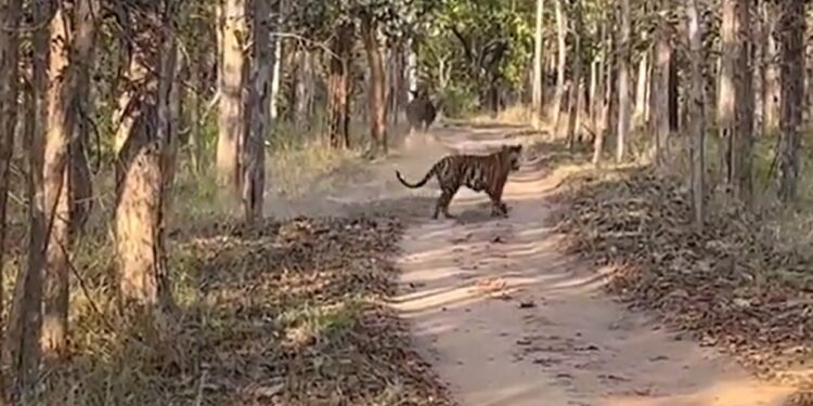 Tiger Chases Away Indian Gaur IFS Officer Shares Video Internet Calls It Rare Sighting Watch