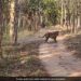 Tiger Chases Away Indian Gaur IFS Officer Shares Video Internet Calls It Rare Sighting Watch