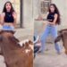 Watch: Girl Making Video In Front Of Bull Then What Happened See Funny Video – लड़की की ठुमकों से भड़क गया सांड, Video देखकर आप भी कहेंगे