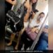 Watch: Know What Delhi Metro Said On Viral Video Of Woman Dressed Like Uorfi Aka Urfi Javed