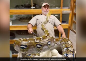 Python Jumped In The Air And Attack On Man Face Then What Happened Next See Scary Video