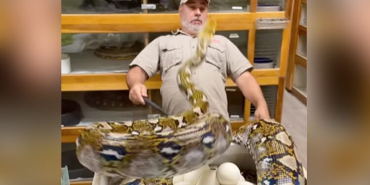 Python Jumped In The Air And Attack On Man Face Then What Happened Next See Scary Video