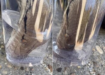 Snake Drinking Water: Thirsty Snake Video | Snake Viral Video | Thirsty Cobra Was Seen Drinking Water By Putting Its Mouth In The Glass