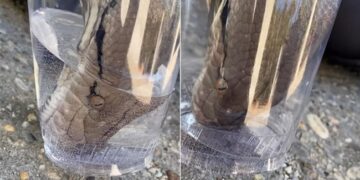 Snake Drinking Water: Thirsty Snake Video | Snake Viral Video | Thirsty Cobra Was Seen Drinking Water By Putting Its Mouth In The Glass