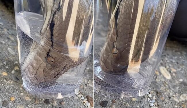 Snake Drinking Water: Thirsty Snake Video | Snake Viral Video | Thirsty Cobra Was Seen Drinking Water By Putting Its Mouth In The Glass