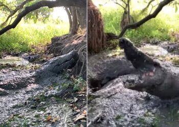 Shocking Magarmach Ka Video: Crocodile Camouflaged In Muddy Puddle Attacks Zookeeper See Scary Video