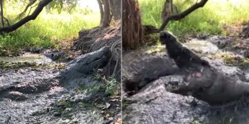 Shocking Magarmach Ka Video: Crocodile Camouflaged In Muddy Puddle Attacks Zookeeper See Scary Video