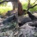 Shocking Magarmach Ka Video: Crocodile Camouflaged In Muddy Puddle Attacks Zookeeper See Scary Video