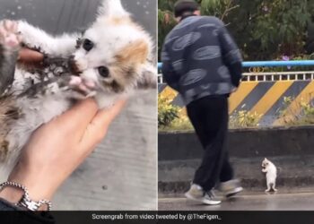 Kitten Was Stuck On The Busy Highway Then A Man Did This To Save Internet Says Rare Human Watch Video – बिजी हाइवे पर फंसा था बिल्ली का बच्चा, बचाने के लिए शख्स ने जो किया, लोग बोले