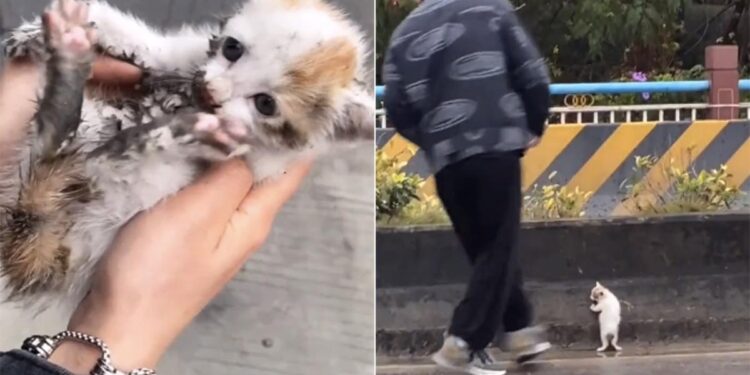 Kitten Was Stuck On The Busy Highway Then A Man Did This To Save Internet Says Rare Human Watch Video – बिजी हाइवे पर फंसा था बिल्ली का बच्चा, बचाने के लिए शख्स ने जो किया, लोग बोले