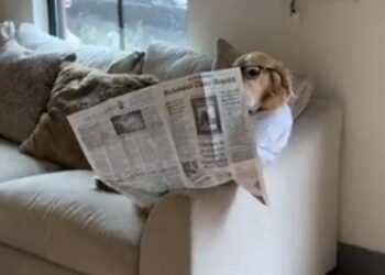 The Video Of This Dog Reading The Newspaper Is Going Viral, Users Said – Takes The News Of The Whole World – अख़बार पढ़ रहे इस डॉग का वीडियो वायरल हो रहा है, यूज़र्स बोले