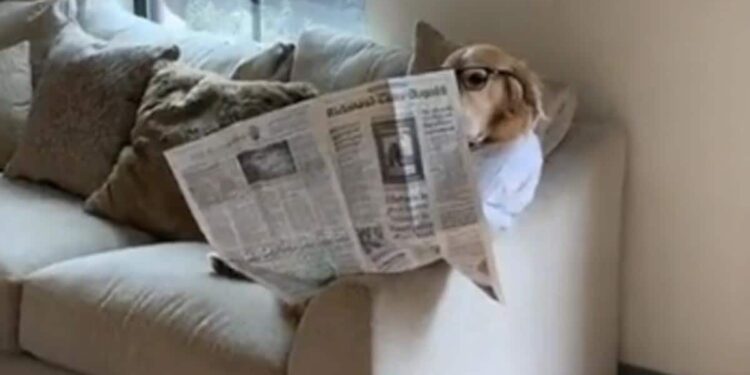 The Video Of This Dog Reading The Newspaper Is Going Viral, Users Said – Takes The News Of The Whole World – अख़बार पढ़ रहे इस डॉग का वीडियो वायरल हो रहा है, यूज़र्स बोले