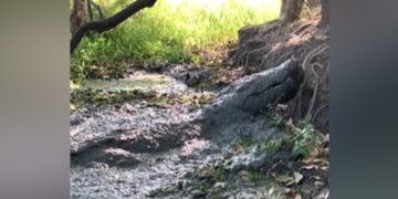 Crocodile Was Hide In Muddy Puddle Suddenly Attacked On Man Then What Happened Scary Video