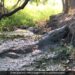 Crocodile Was Hide In Muddy Puddle Suddenly Attacked On Man Then What Happened Scary Video